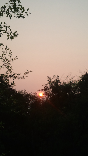 Nestled Sun