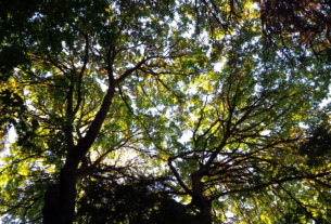 Ancient Forest