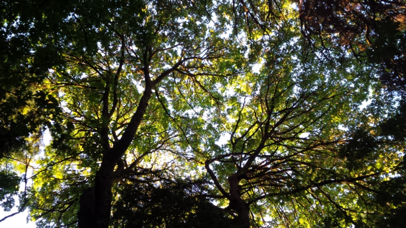 Ancient Forest