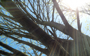 sun shines through ancient maple