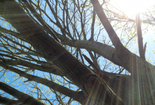 sun shines through ancient maple